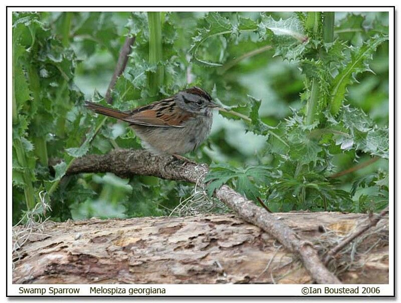 Bruant des maraisadulte