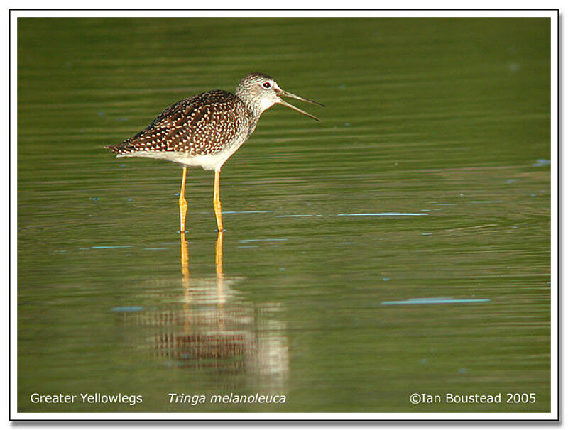 Greater Yellowlegs