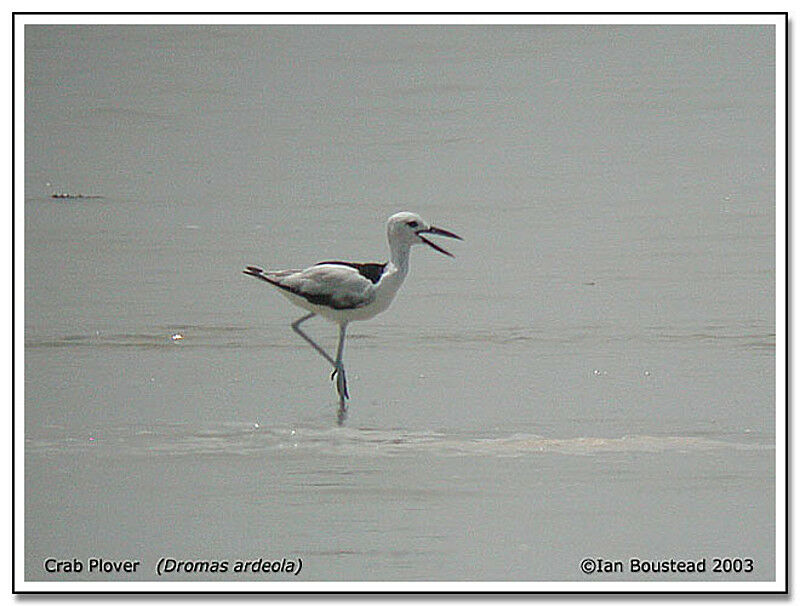 Crab-plover