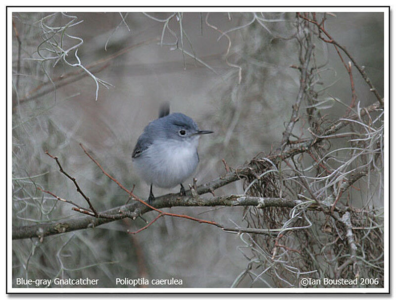 Gobemoucheron gris-bleu