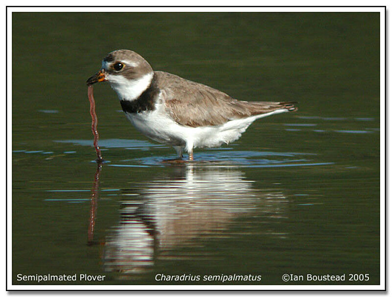 Semipalmated Plover
