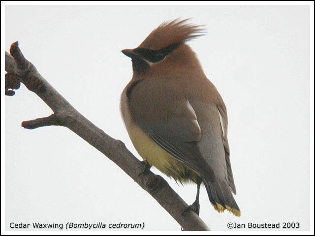 Cedar Waxwing