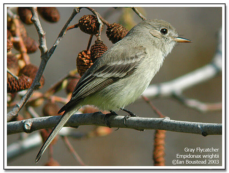 American Grey Flycatcher