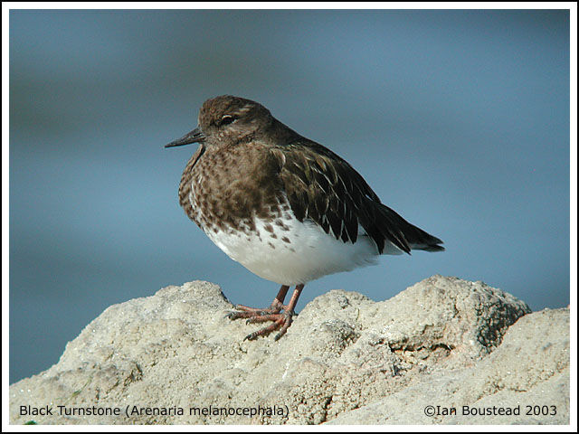 Black Turnstone