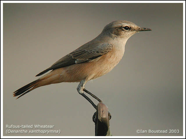 Red-tailed Wheatear