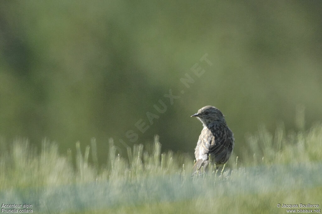 Alpine Accentor