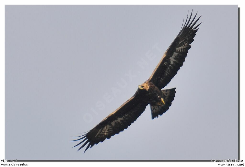 Aigle royaladulte