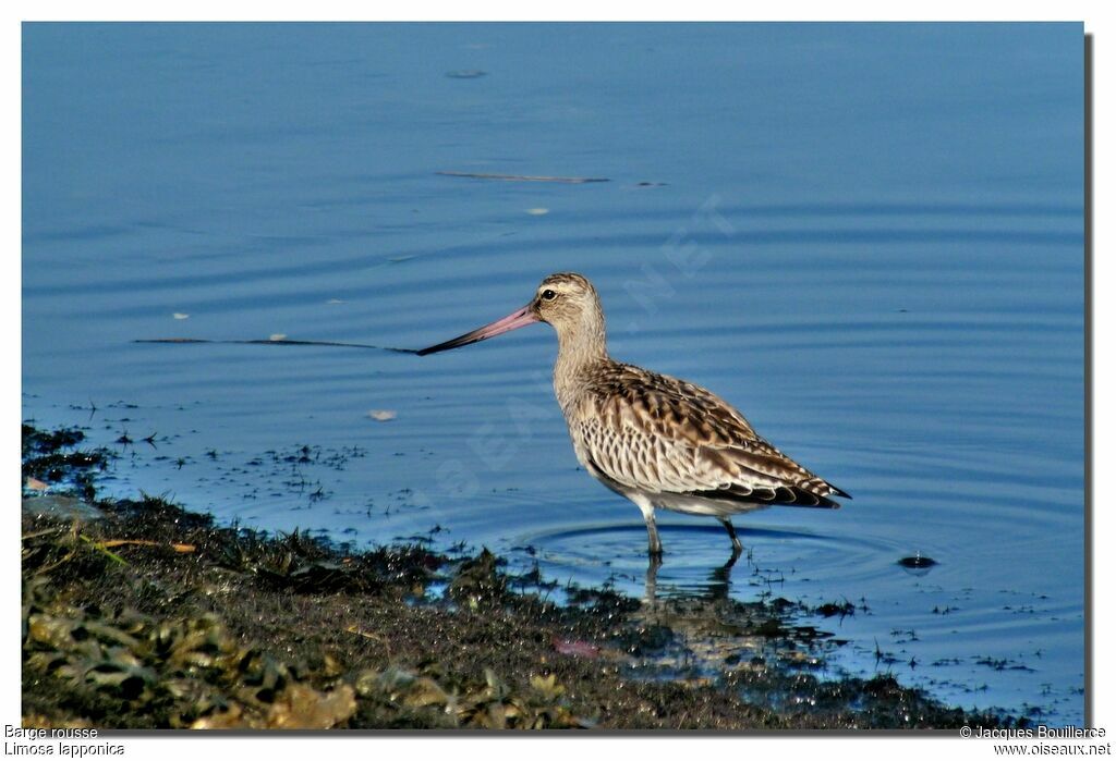 Bar-tailed Godwit