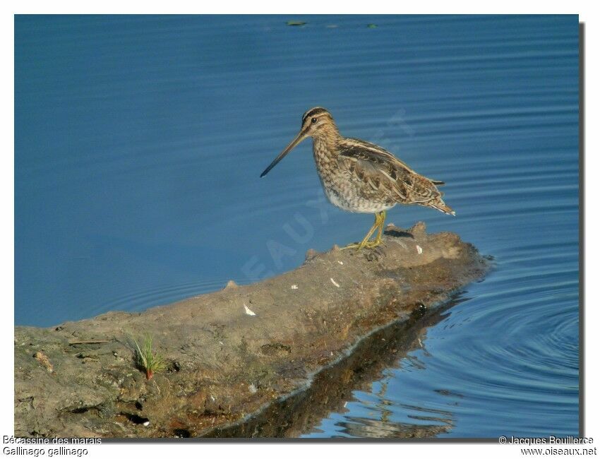 Common Snipe
