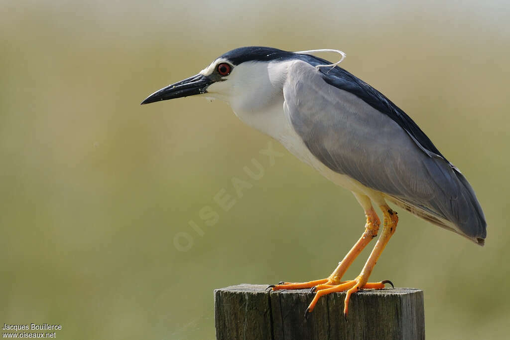 Black-crowned Night Heronadult breeding, identification