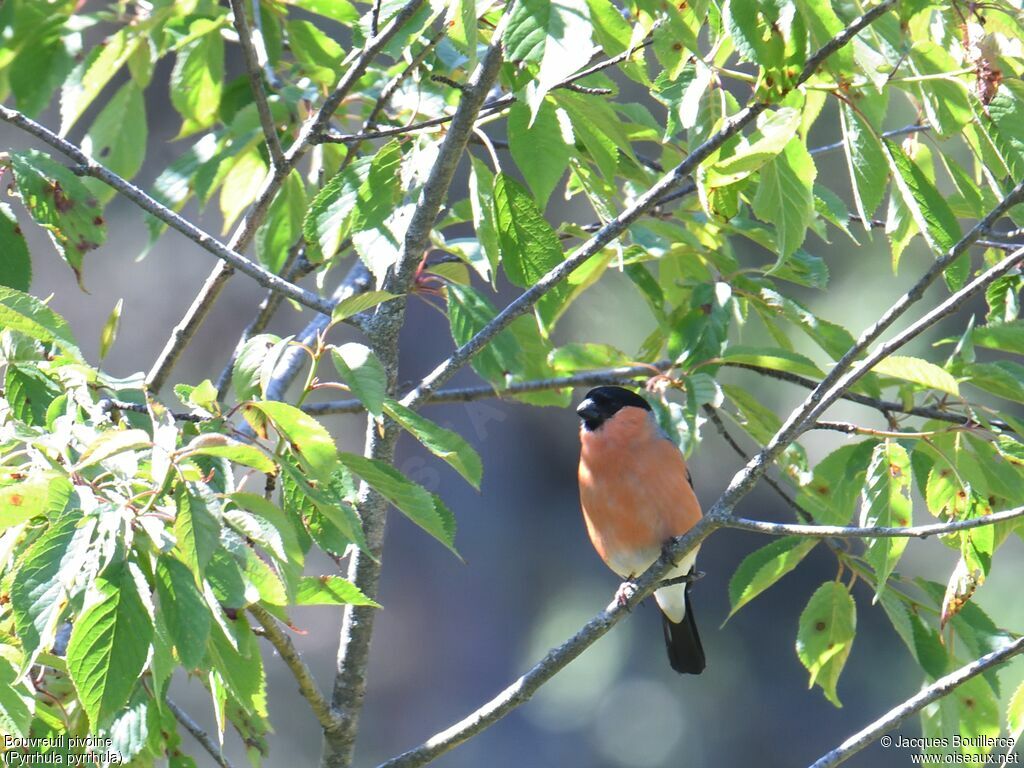 Eurasian Bullfinch