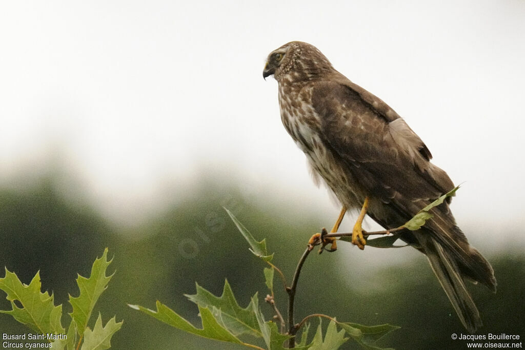 Hen Harrier female adult, Reproduction-nesting