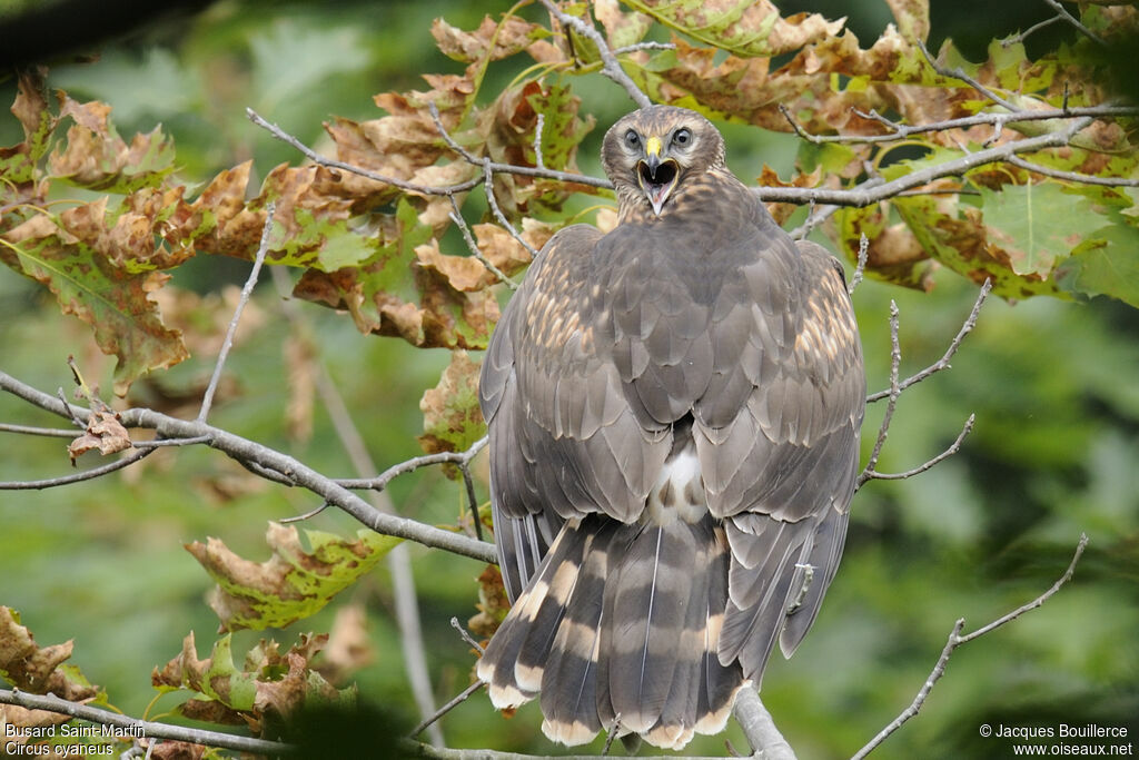 Hen HarrierFirst year