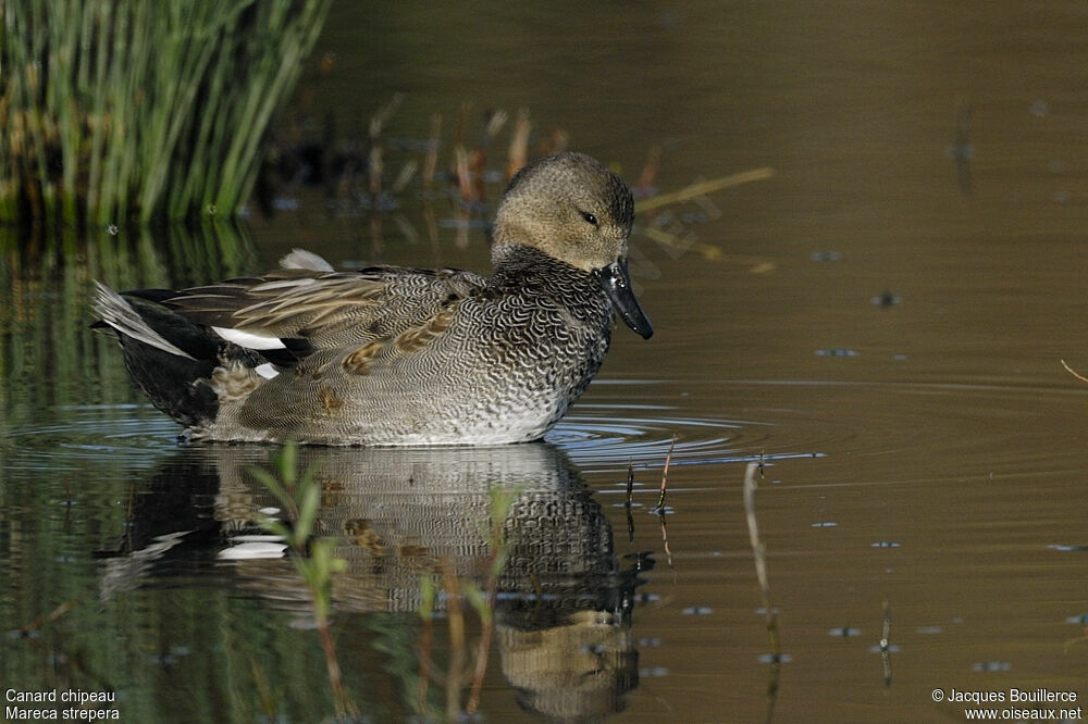 Gadwall male