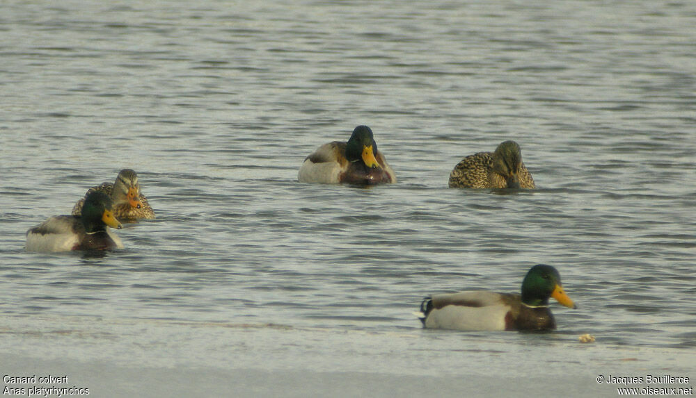Canard colvert