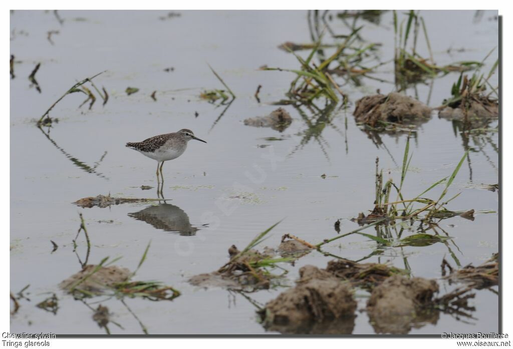 Wood Sandpiper
