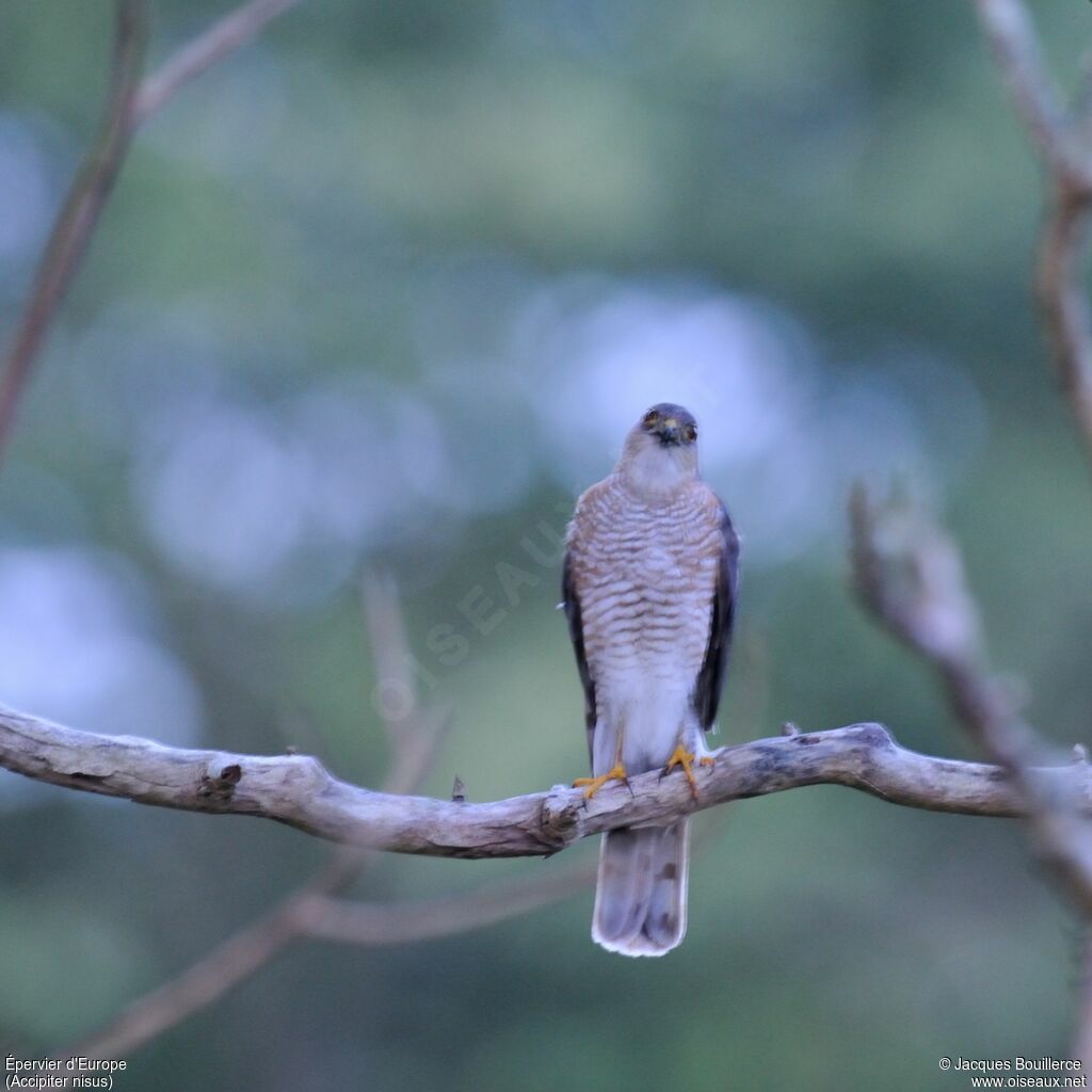 Eurasian Sparrowhawk