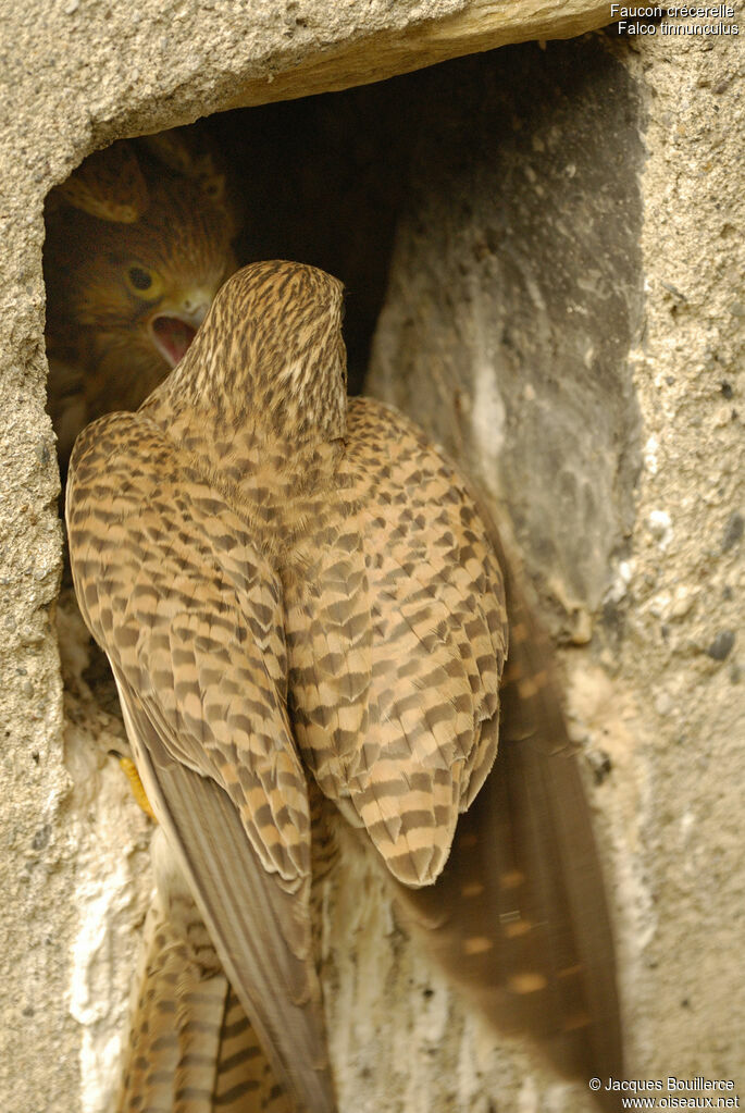 Common Kestrel