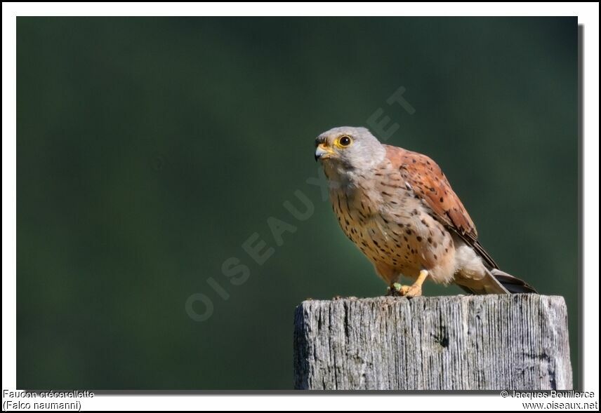 Lesser Kestrel male adult