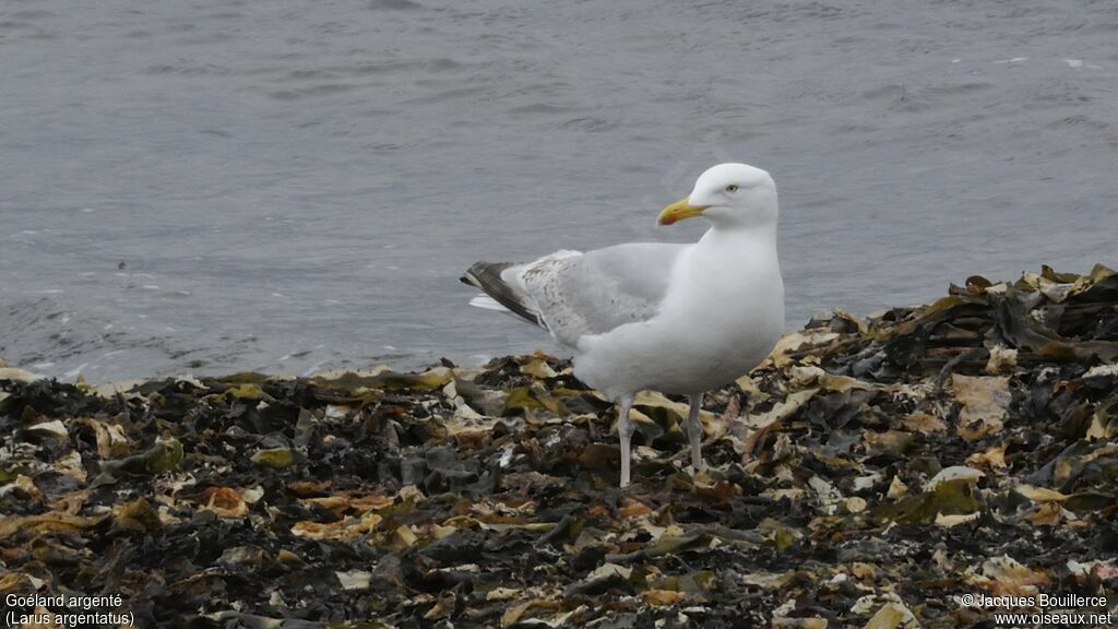 European Herring Gull
