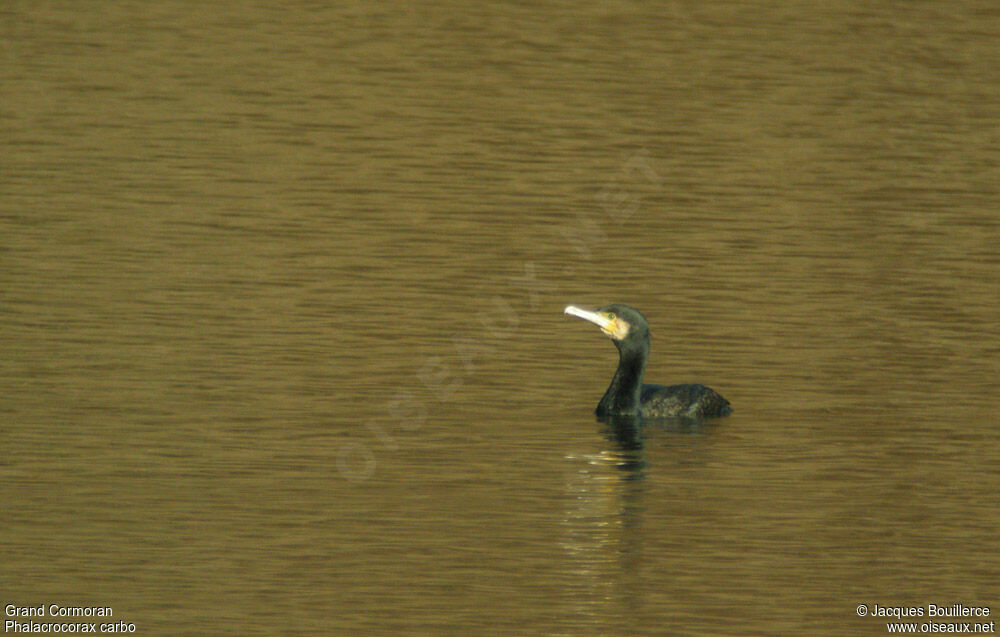 Great Cormorant