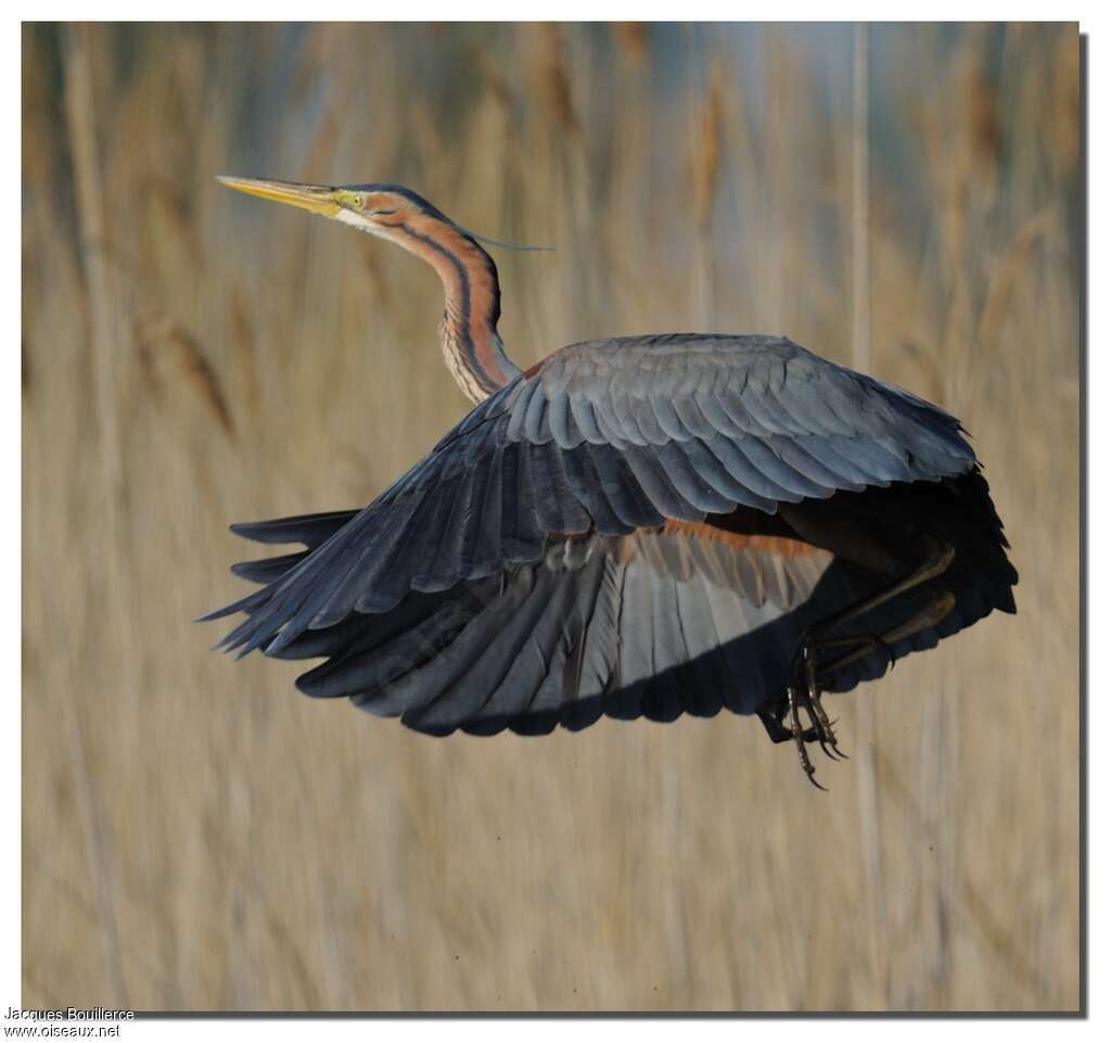 Purple Heronadult, Flight, Behaviour