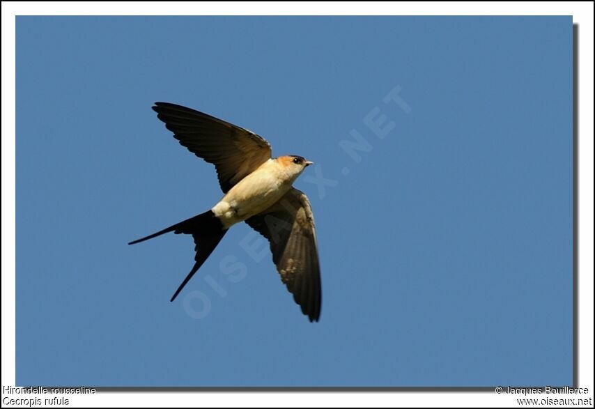 European Red-rumped Swallowadult