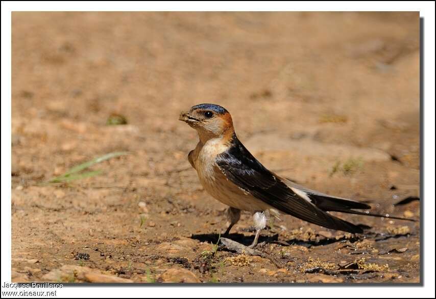 European Red-rumped Swallowadult breeding, identification