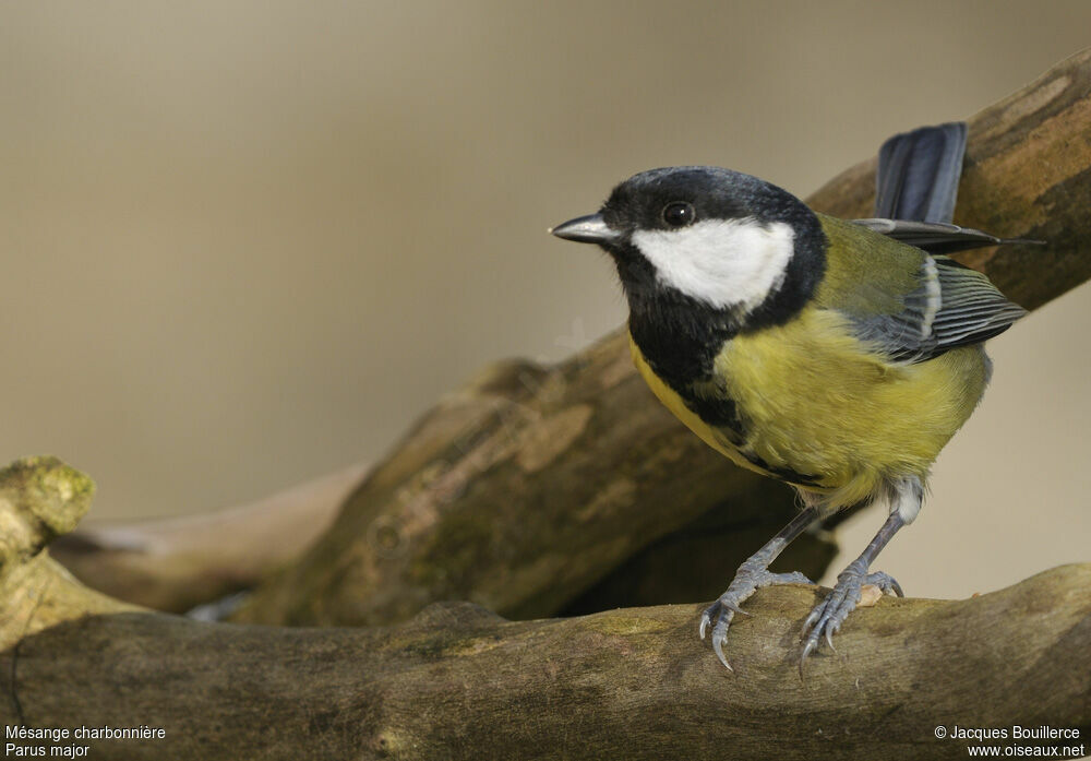 Great Tit