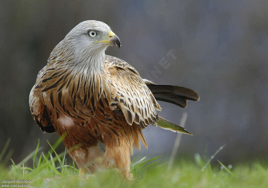 Red Kiteadult breeding, close-up portrait