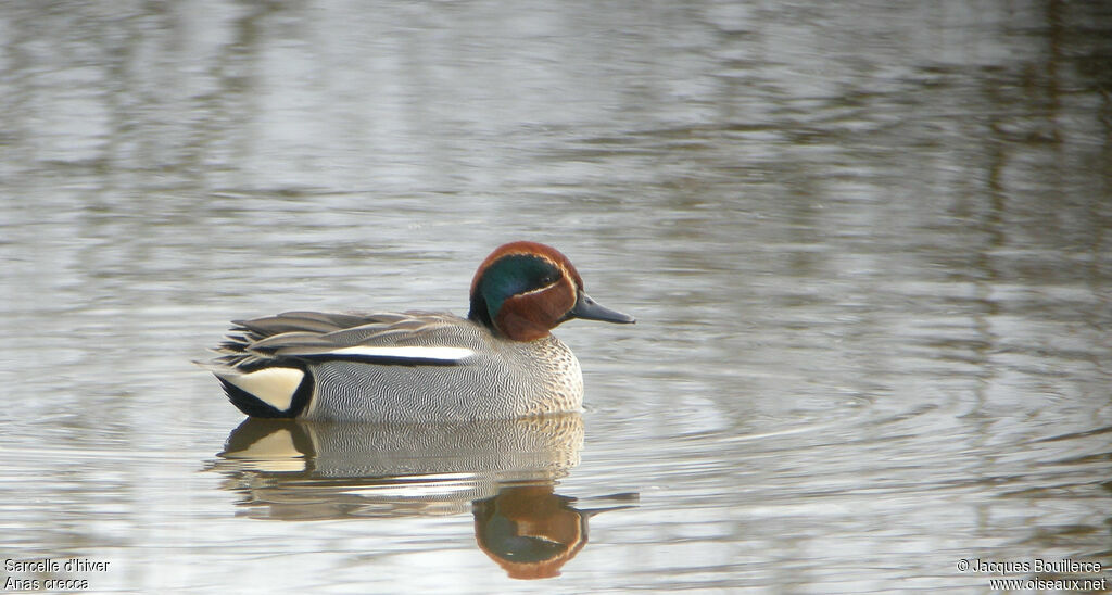 Sarcelle d'hiver mâle adulte, identification