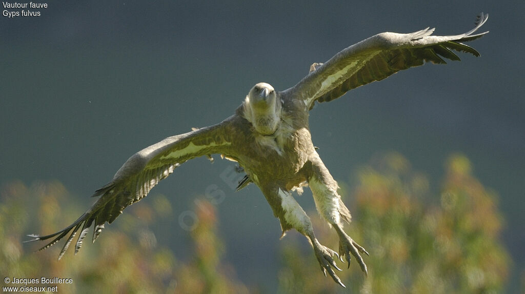 Vautour fauve