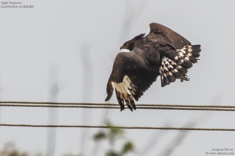 Aigle huppardadulte
