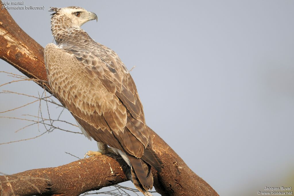 Aigle martialjuvénile