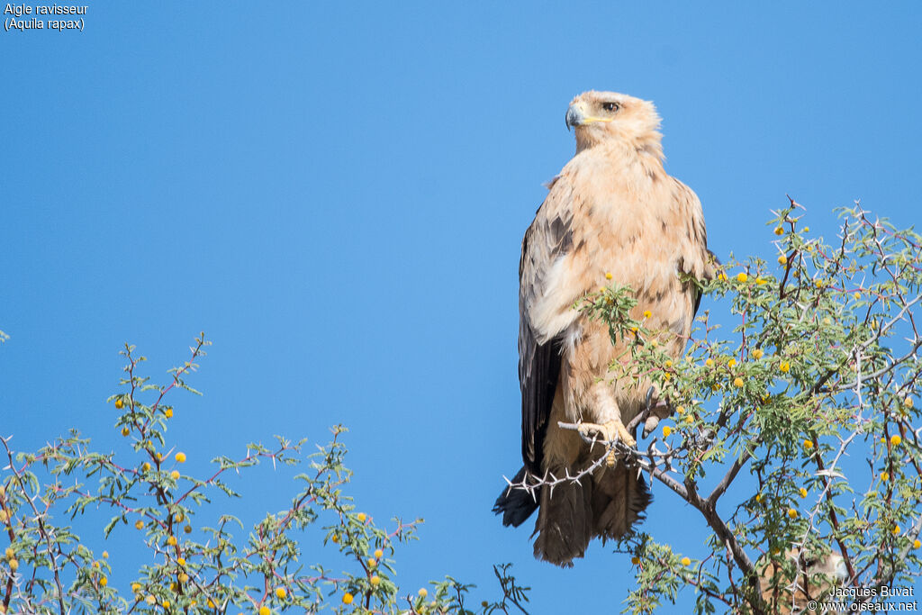 Aigle ravisseurimmature