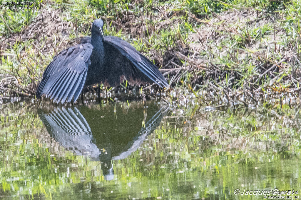 Black Heronadult, habitat, aspect, fishing/hunting