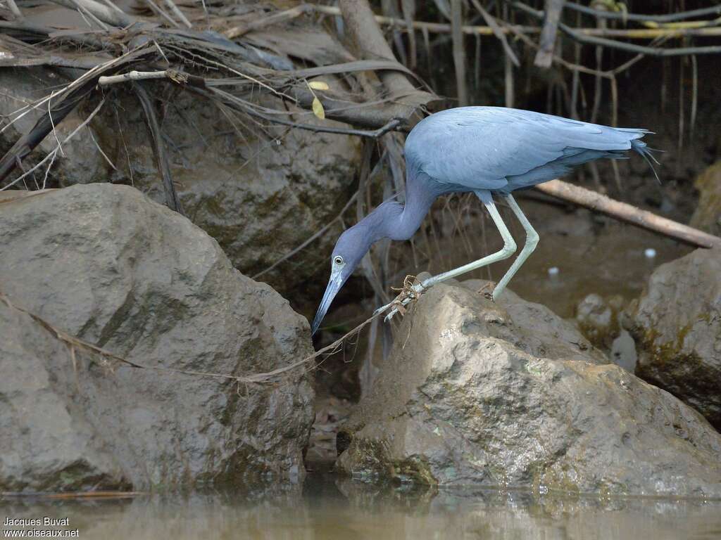 Little Blue Heronadult post breeding, habitat, fishing/hunting