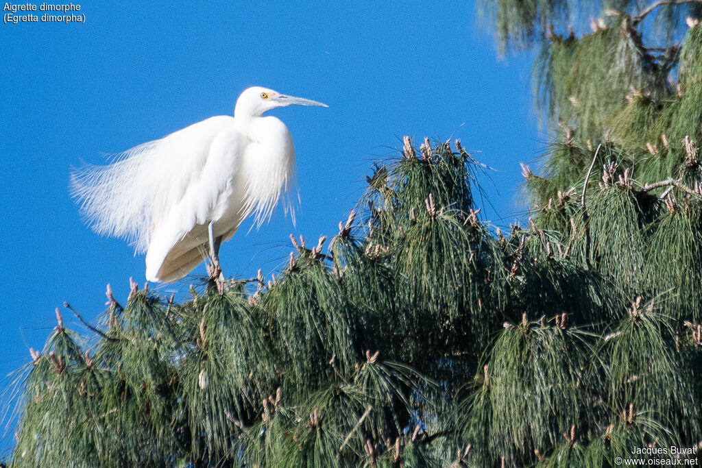 Aigrette dimorpheadulte nuptial