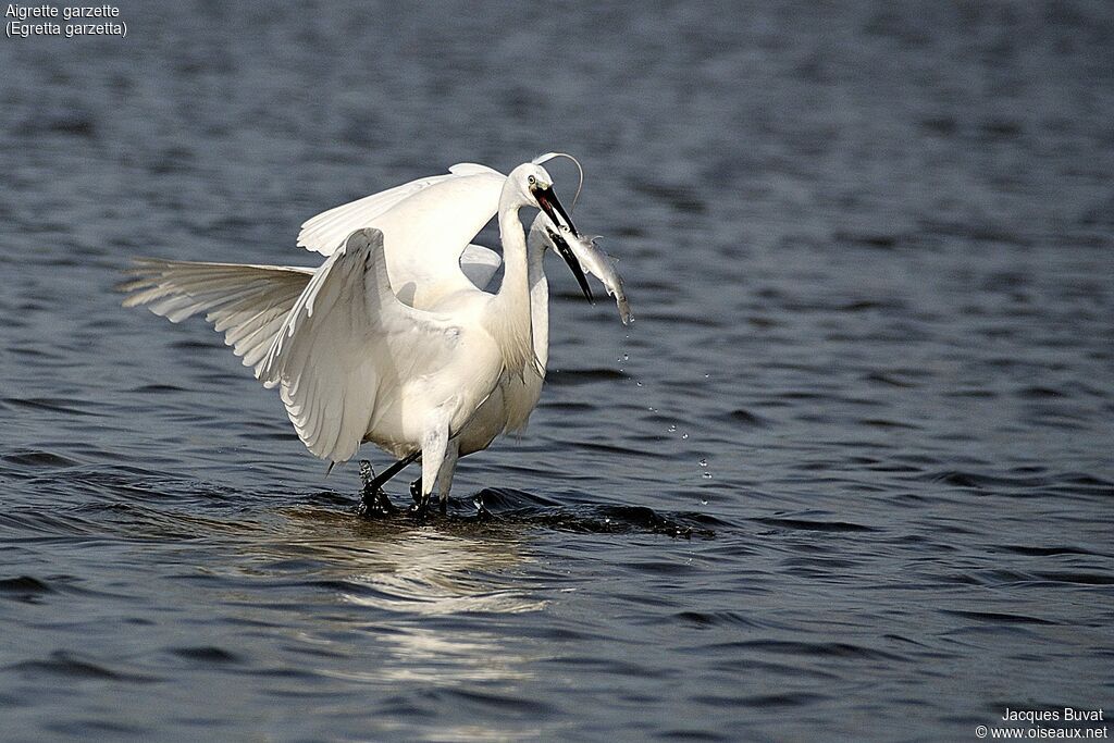Little Egretadult breeding