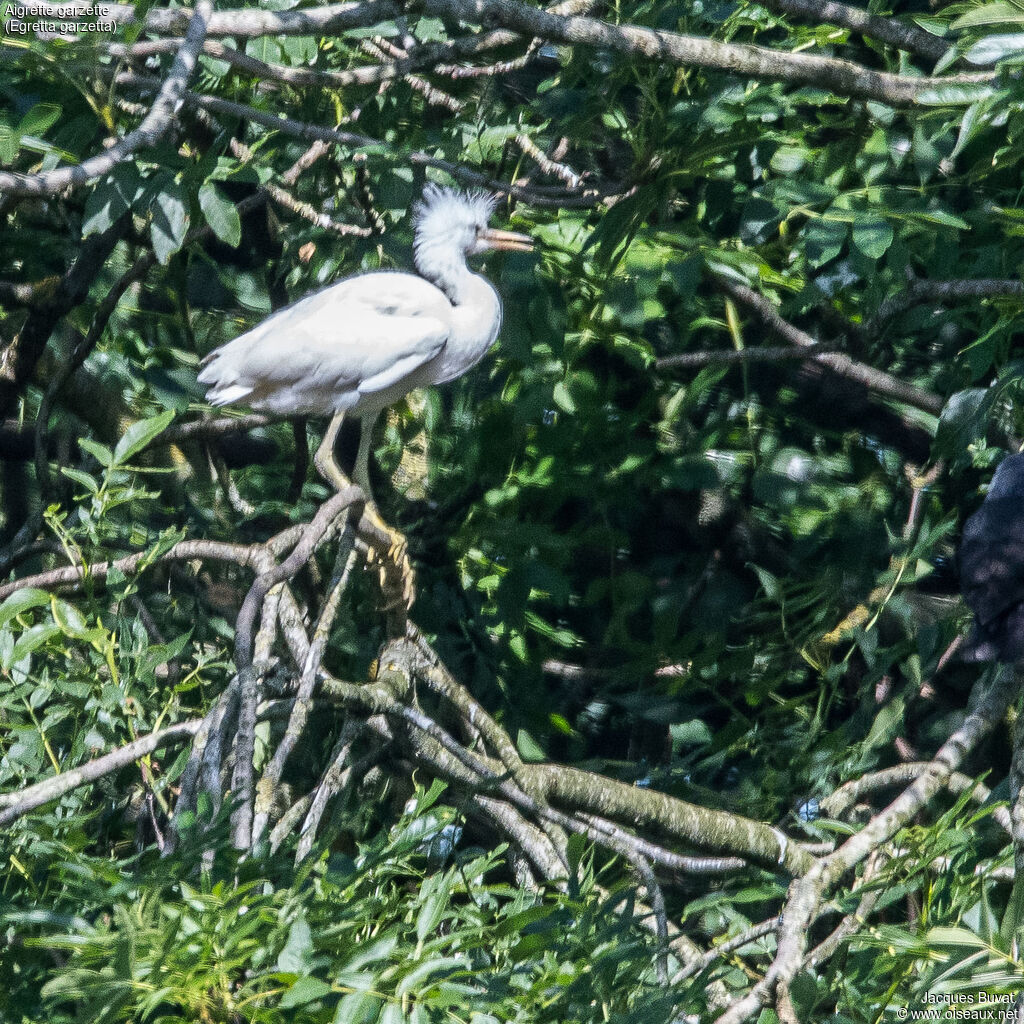 Little EgretPoussin, habitat, aspect, pigmentation, Reproduction-nesting