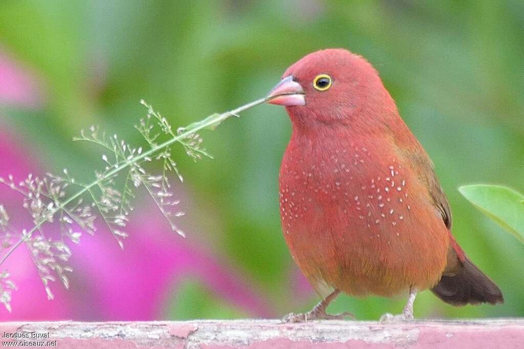 Red-billed Firefinch male adult, courting display