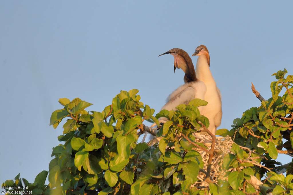 African DarterPoussin, Reproduction-nesting