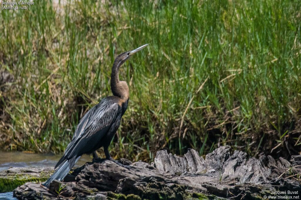 African Darter female adult breeding, identification, aspect, pigmentation