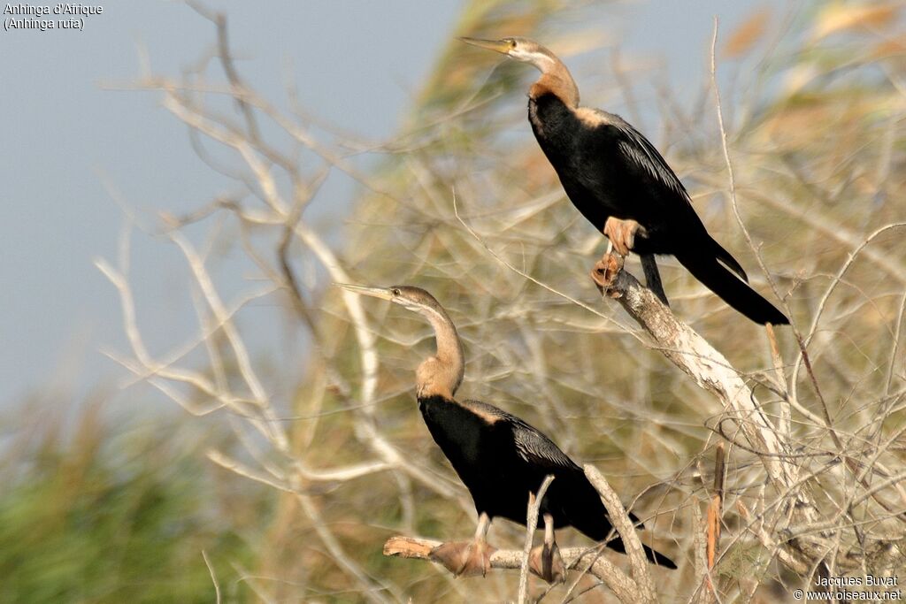 African Darter female adult breeding