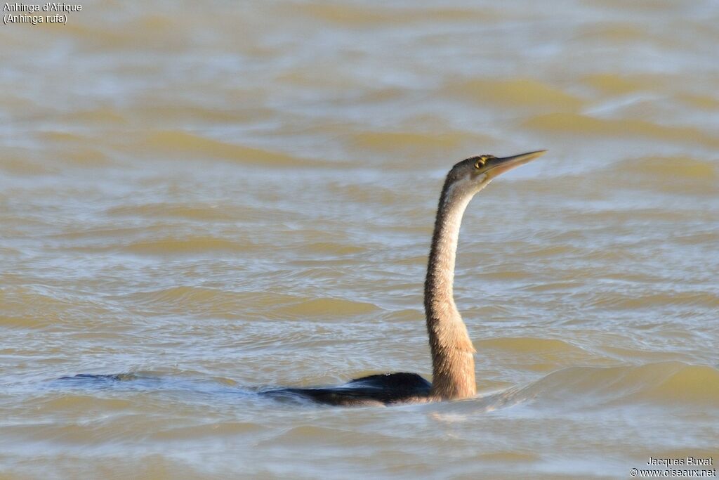 Anhinga d'Afrique femelle adulte