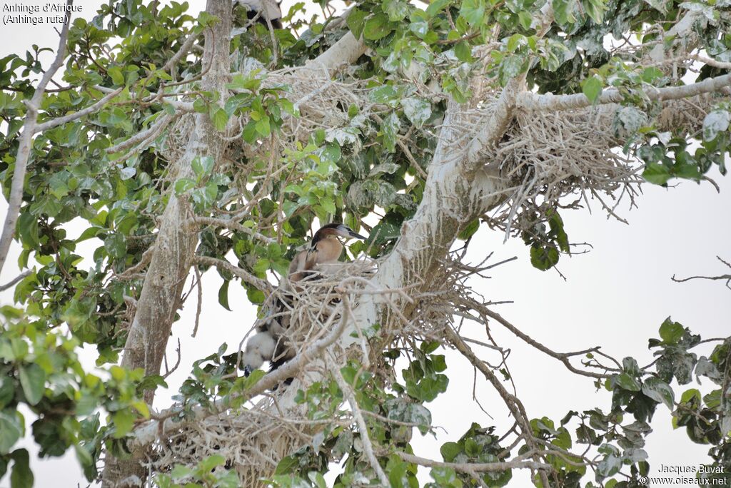 African Darterjuvenile