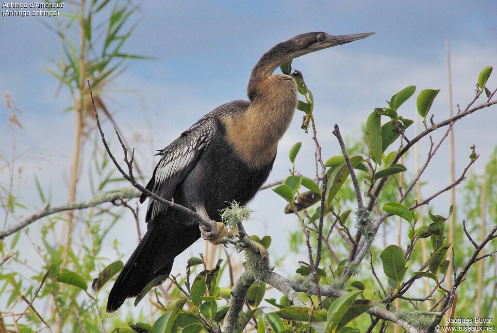 Anhinga female adult breeding, close-up portrait, aspect, pigmentation