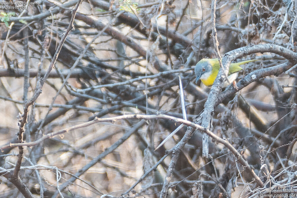 Apalis à gorge jaune mâle adulte
