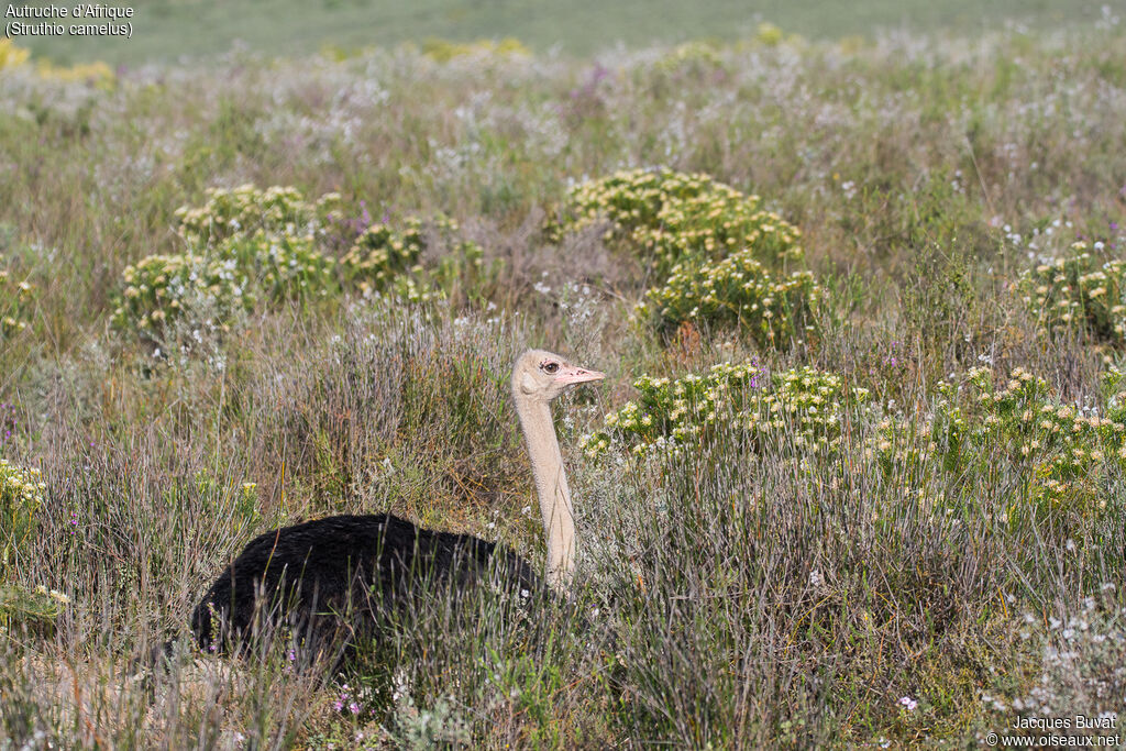 Common Ostrich male adult