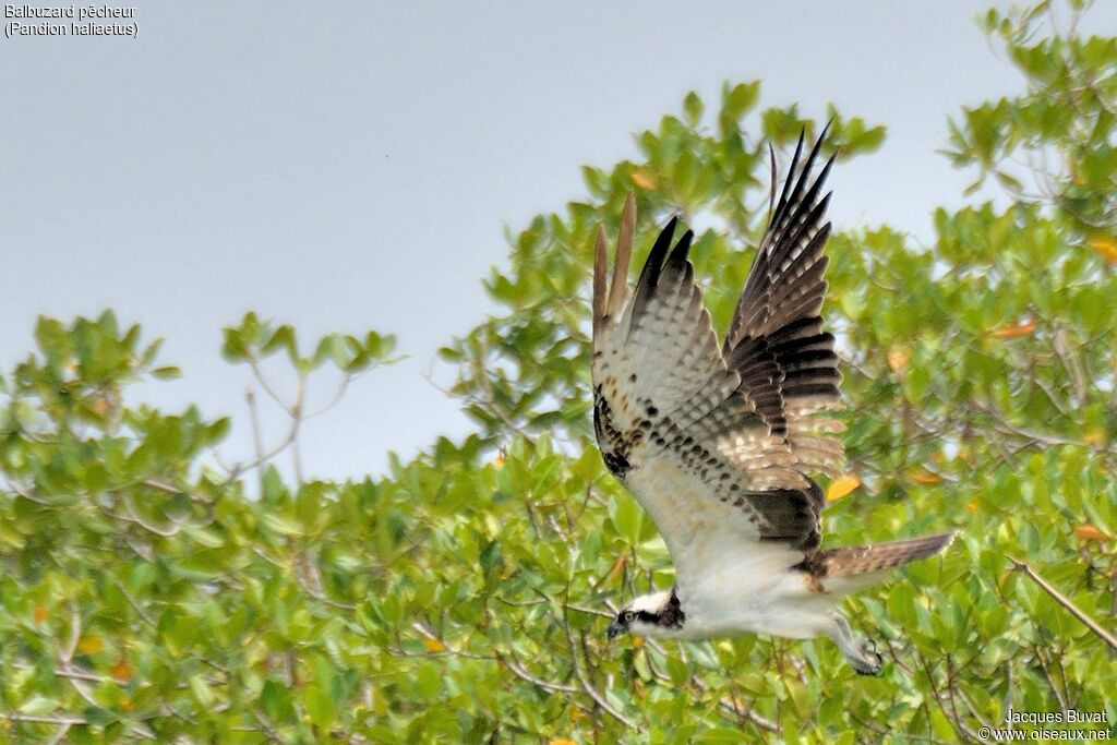 Ospreyadult